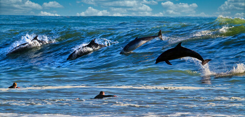 Dolphins surfing big waves at Rincon point in California © L. Paul Mann