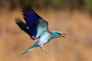 European roller adult male flying with the last lights of the evening