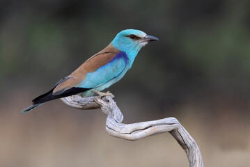 European roller with the last lights of day