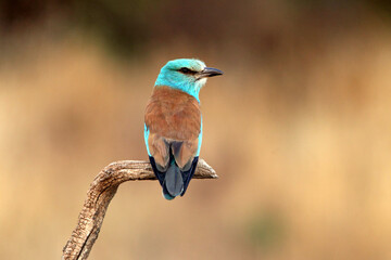 European roller with the last lights of day