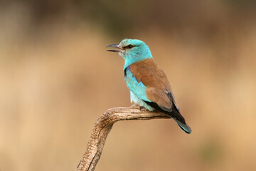 European roller with the last lights of day