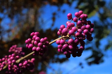 Purple berry cluster