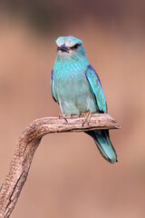 European roller with the last lights of day