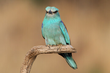 European roller with the last lights of day