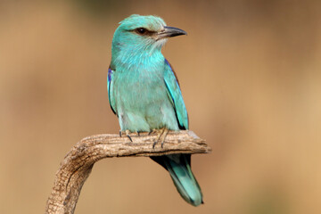 European roller with the last lights of day