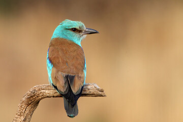 European roller with the last lights of day