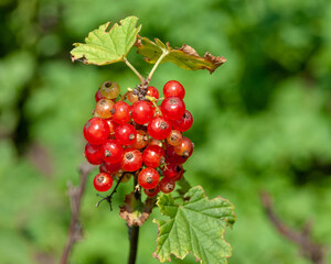 Redcurrant ripens