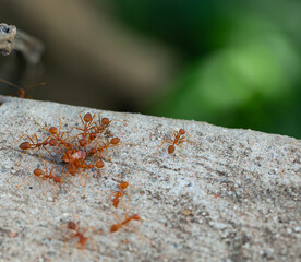 Red ants eating a carcasses on concrete road.

