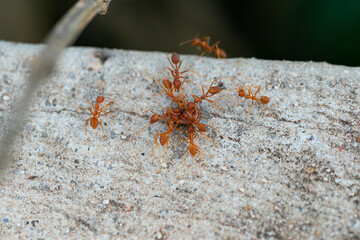 Red ants eating a carcasses on concrete road.
