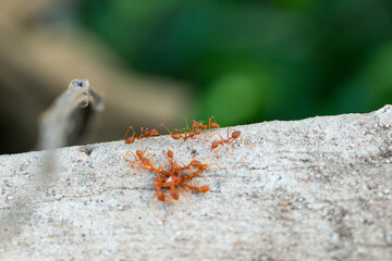 Red ants eating a carcasses on concrete road.
