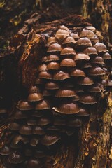 Fototapeta na wymiar wild mushroom in the forest. natural vegan food