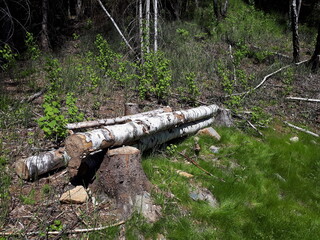 Fototapeta na wymiar Old tree lying in the forest on the grass - Oslo, Sognsvann 