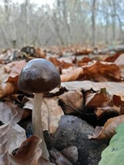 wild mushroom in the forest. natural vegan food