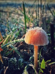 wild mushroom in the forest. natural vegan food