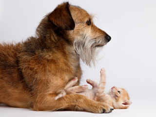 dog and kitten