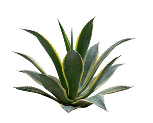Agave plant isolated on white background with clipping path. Tropical plant with sharp thorns.