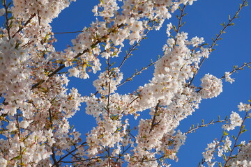 Delicate and beautiful cherry blossom against blue sky background. Sakura blossom. Japanese cherry blossom.
