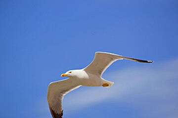 Möwe im Segelflug