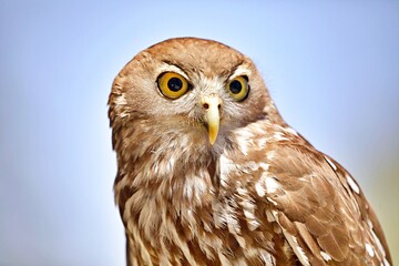 Portrait Eule
