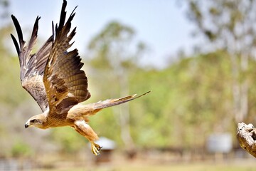 Greifvogel im TIefflug