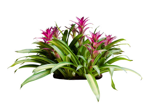 Bromeliad bush in pink flowers isolated on white background. Tropical plant bush for nature backdrop.
