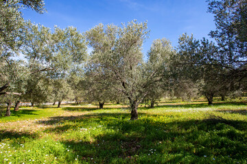 Green olive tree. Urla / Izmir / Turkey. Agriculture concept photo.