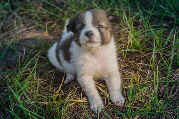 Thai Bangkaew Dog Puppies are in the field