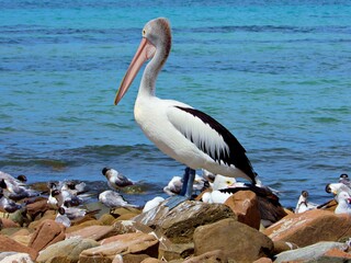 Pelikan am Meeresufer