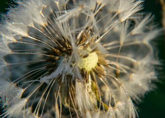 fluffy dandelion fluff and dew drops, blurred details, close up