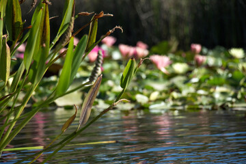 pink water lilies