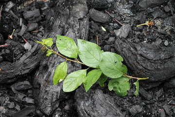 green sprout growing from soil