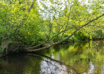 a small brown river, trees fall into the water, low river calm,.summer forest river reflection landscape..