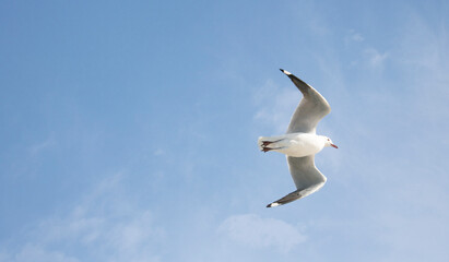 Seagull bird flying over a blue sky.
