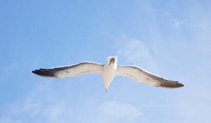 Blackbacked Gull bird flying over a blue sky.