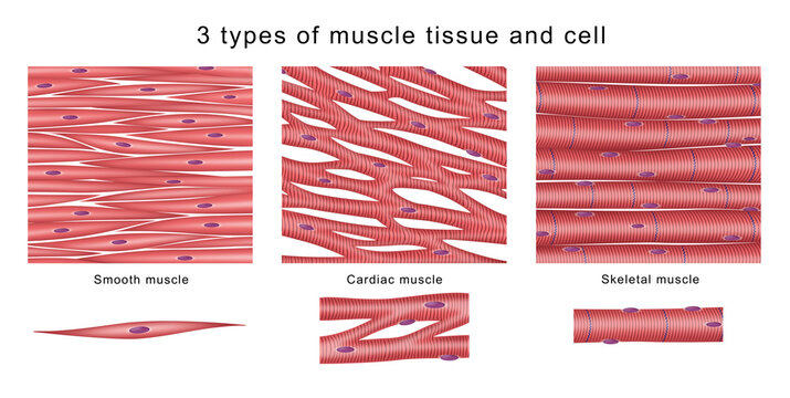 3 types of muscle tissue and cell