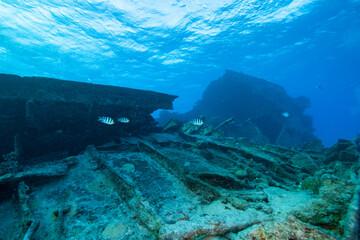 Sunken ship and fish