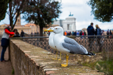 Close up shot of two seagulls looking at the same directions, the Roman Forum ruins in the background, Rome, Italy