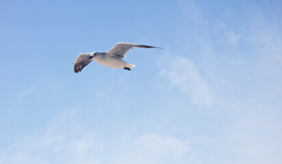 Obraz premium Seagull bird flying over a blue sky.
