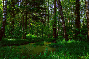 Boggy taiga forest