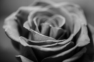 Aksamitna róża. Monochromatyczne zdjęcie - obrazy, fototapety, plakaty