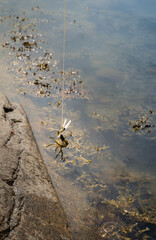 Children fishing crabs by the ocean