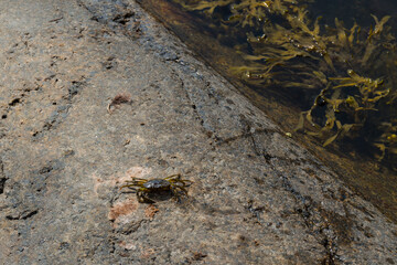Children fishing crabs by the ocean