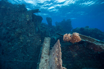 coral reef and sunken ship