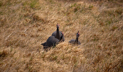 Three Helmeted Guineafowl walking through dry grass at sunset.