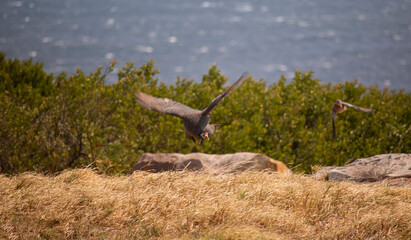 Helmeted Guinefowl in midflight in nature overlooking a windy ocean.