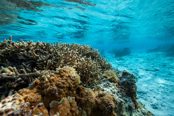 Naklejka na ściany i meble coral reef in saipan