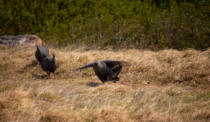 Four Helmeted Guineafowl walking through dry grass at sunset with one bird spreading its wings.