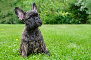 Puppy black brown brindle French bulldog sitting in the grass. Natural background