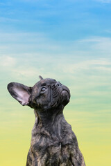An adorable brown and black brindle French Bulldog Dog, looking up at something, against a dramatic sky background, composite photo