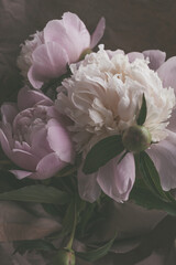 bouquet of beautiful delicate light pink and white peonies flowers close up